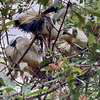 Birdworld Attractions - Zoos Near Me - Farnham, SRY