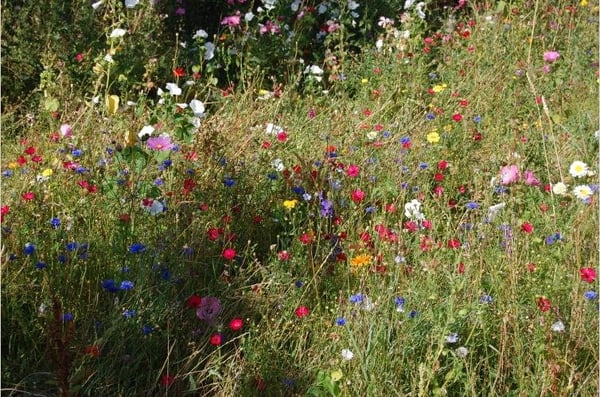 Airfield Estate by null