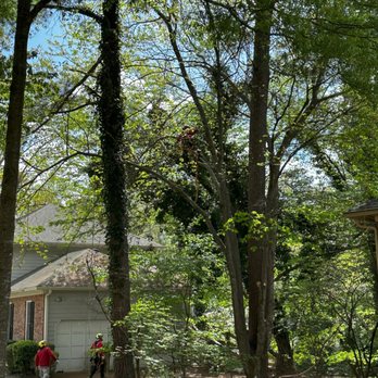 Northside Tree Professionals - Tree Services Near Me - Atlanta, Georgia Northside Tree Professionals - Tree Services Near Me - Atlanta, Georgia