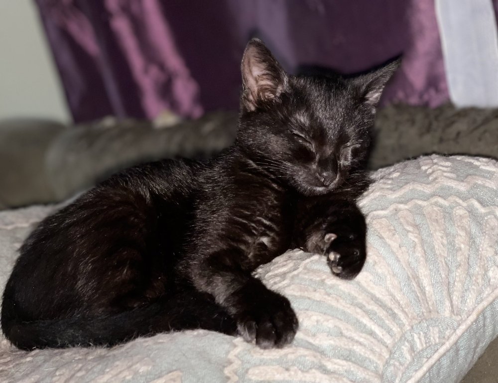 AUSTIN VETERINARY EMERGENCY AND SPECIALTY Updated August 2024 79