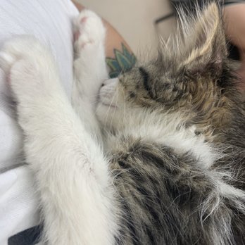 Austin Pets Alive! - She slept like this the whole time I was signing paperwork. - Animal Shelters Near Me - Austin, Texas
