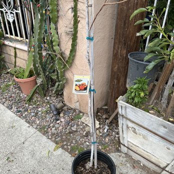 Llitoquii Plants - Nurseries & Gardening Near Me - San Diego, California Llitoquii Plants - Nurseries & Gardening Near Me - San Diego, California