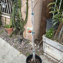 Llitoquii Plants