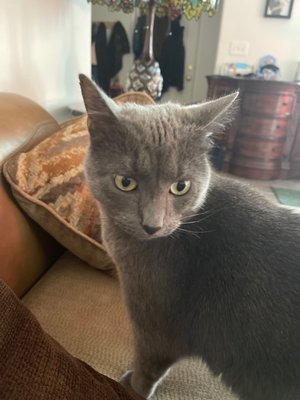 ANIMAL CARE CLINIC - 15 Photos - Veterinarians - 410 Clausen Ave SW