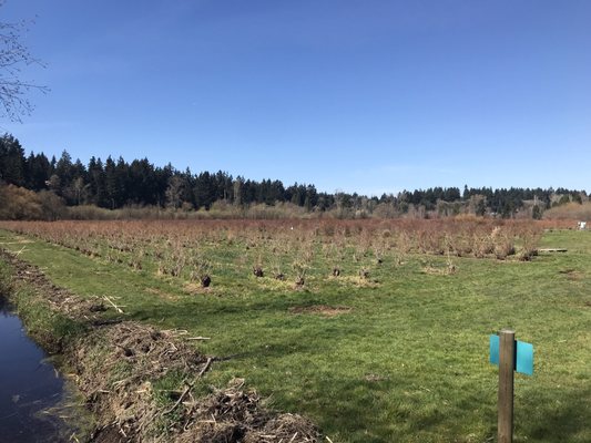 Mercer Slough Blueberry Farm by null