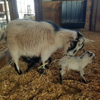 Jim's U-Fish - Spring baby goats!!!! - Petting Zoos Near Me - Spanaway, Washington