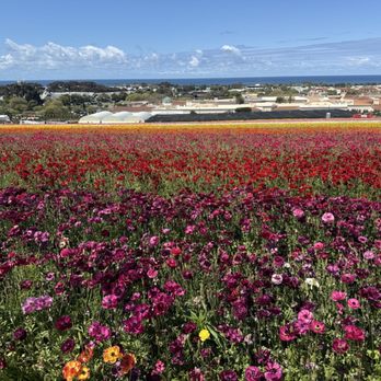 The Flower Fields - Venues & Event Spaces Near Me - Carlsbad, California