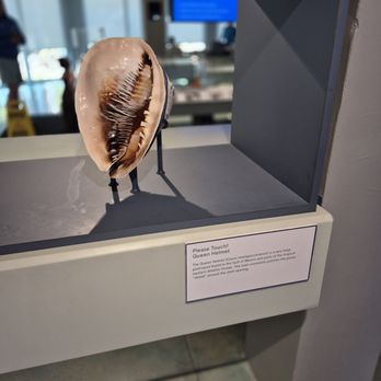 The Bailey-Matthews Shell Museum - Museums Near Me - Sanibel, Florida