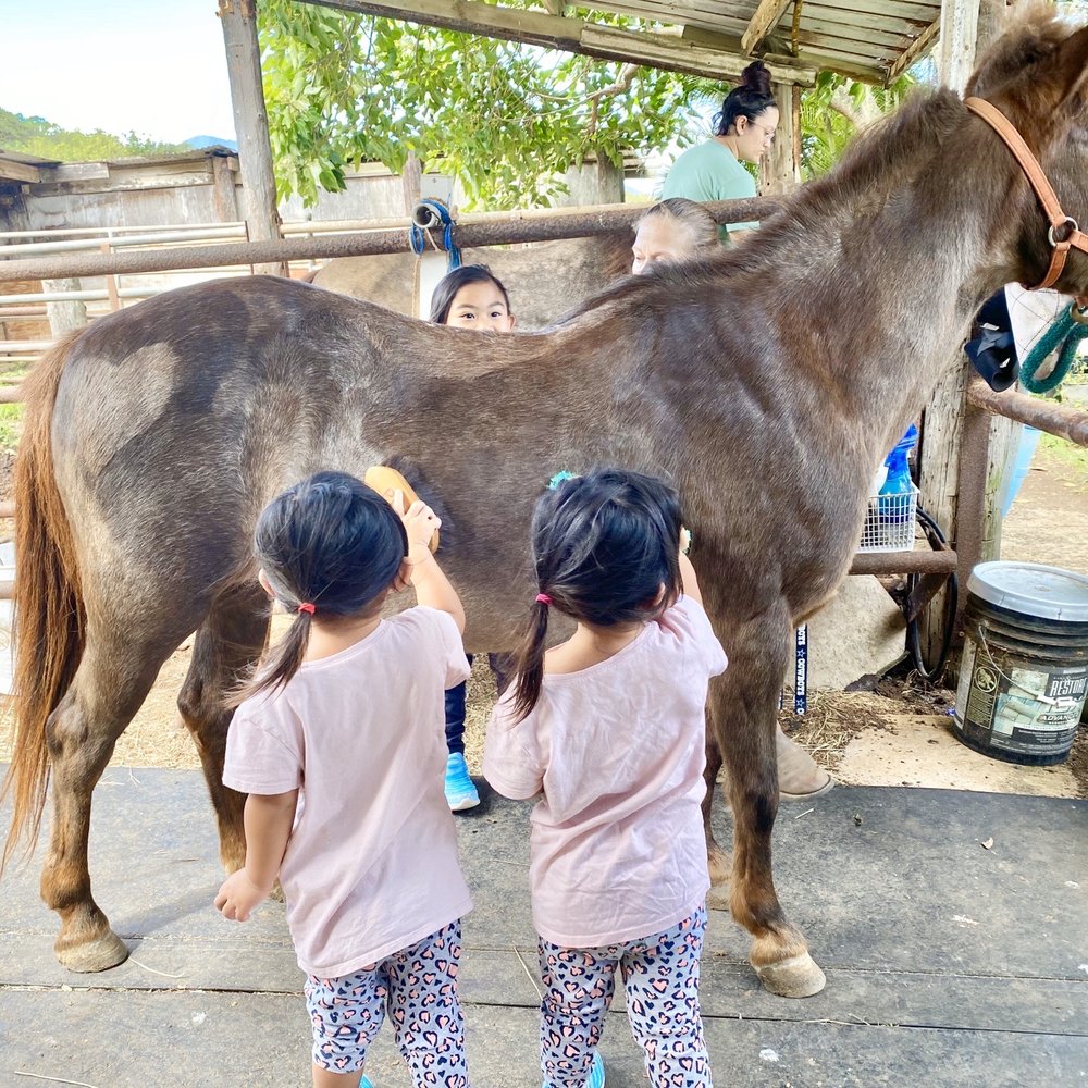 Aloha Riding Lessons - Horse care portion of the lesson - Horseback Riding Near Me - Honolulu, Hawaii Aloha Riding Lessons - Horse care portion of the lesson - Horseback Riding Near Me - Honolulu, Hawaii
