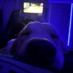 Canine Perceptions