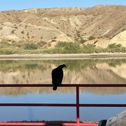 Bullhead City Parks and Recreation Area - Turkey vulture guarding garbage.