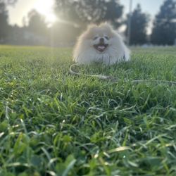 San Bruno City Park
