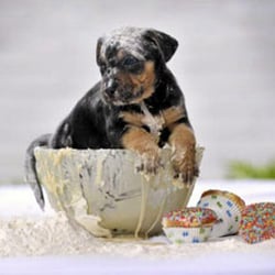 K-9 Kakes Pet Bakery