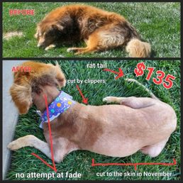 Terrible grooming company Terrible grooming company
