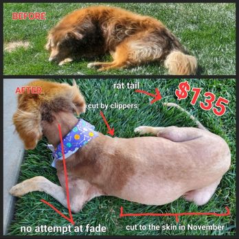 The Knotty Groomer - Terrible grooming company - Pet Groomers Near Me - Hesperia, California The Knotty Groomer - Terrible grooming company - Pet Groomers Near Me - Hesperia, California