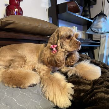 Nikki's Pet Spa - Look at my nice paws and new bows - Pet Groomers Near Me - Norco, California