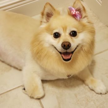 Paws Paradise - Schatzi's new 'do.  Thank you Paws Paradise! - Pet Groomers Near Me - Port St. Lucie, Florida