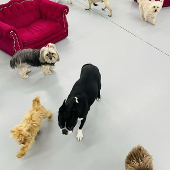 Z Pet Hotels - happy babies - Pet Boarding Near Me - Las Vegas, Nevada Z Pet Hotels - happy babies - Pet Boarding Near Me - Las Vegas, Nevada