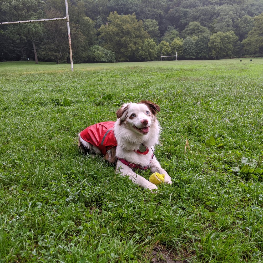 Jennifer's Dogs - Pet Training Near Me Jennifer's Dogs - Pet Training Near Me