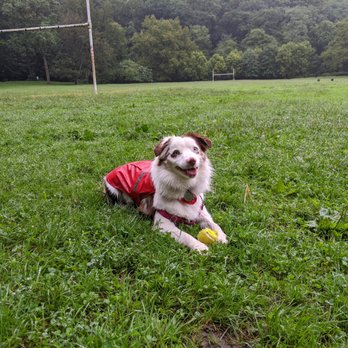 Jennifer's Dogs - Pet Training Near Me Jennifer's Dogs - Pet Training Near Me