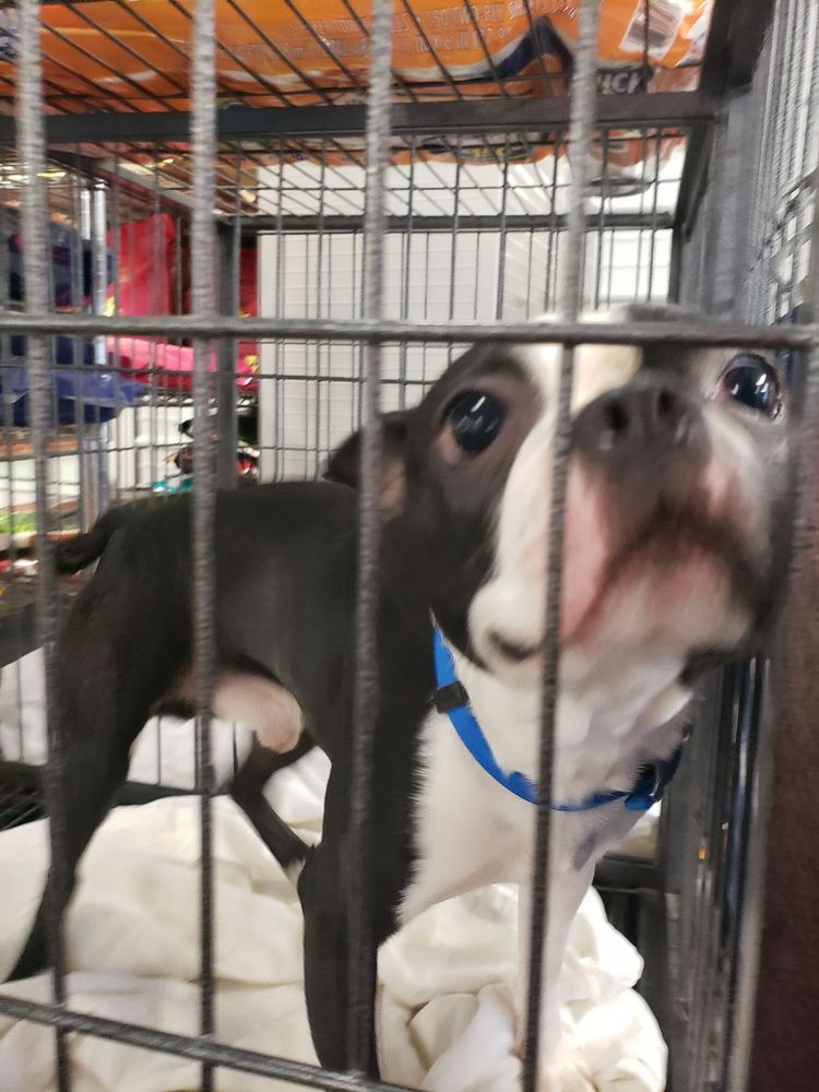 FURKIDZ PET HOTEL, SPA & DAYCAMP Updated May 2024 15 Photos 4239