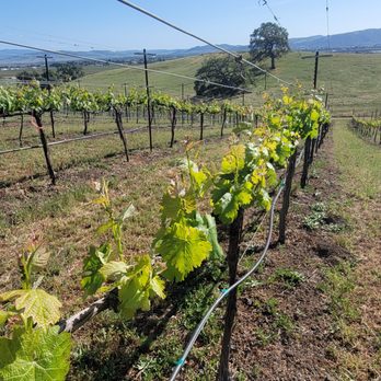 L & M Vineyard - Cabernet Savignon vines - Wine Tasting Room Near Me - Gilroy, California L & M Vineyard - Cabernet Savignon vines - Wine Tasting Room Near Me - Gilroy, California