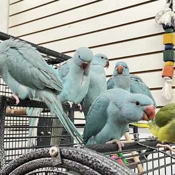 Feathers And Friends Exotics - Group of Indian Ringnecks - Bird Shops Near Me - Los Angeles, California Feathers And Friends Exotics - Group of Indian Ringnecks - Bird Shops Near Me - Los Angeles, California