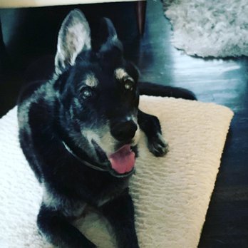Paws, Whiskers, & Wags - Pet Cremation Services Near Me - Decatur, Georgia Paws, Whiskers, & Wags - Pet Cremation Services Near Me - Decatur, Georgia
