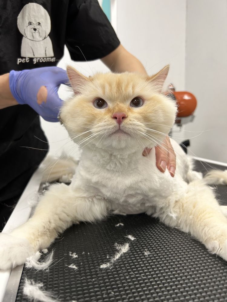 PET BELOVED Updated July 2024 881 Photos & 84 Reviews 6375 El