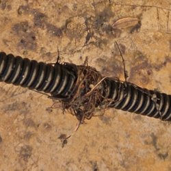 Arellanos Plumbing - This is what the actually took out