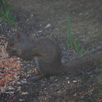 Kirklevington Park - Kirklevington wildlife Squirrel - Parks Near Me - Lexington, Kentucky Kirklevington Park - Kirklevington wildlife Squirrel - Parks Near Me - Lexington, Kentucky
