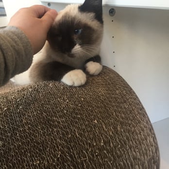 Cat Town - Pebble, the adorable Snow Shoe we were considering. - Animal Shelters Near Me - Oakland, California Cat Town - Pebble, the adorable Snow Shoe we were considering. - Animal Shelters Near Me - Oakland, California