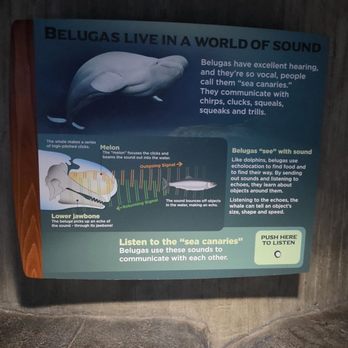 Georgia Aquarium - Aquariums Near Me - Atlanta, Georgia