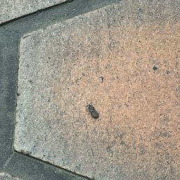 Rat feces on the ground Rat feces on the ground