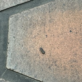 Handy J Car Wash - Rat feces on the ground - Car Wash Near Me - Los Angeles, California Handy J Car Wash - Rat feces on the ground - Car Wash Near Me - Los Angeles, California