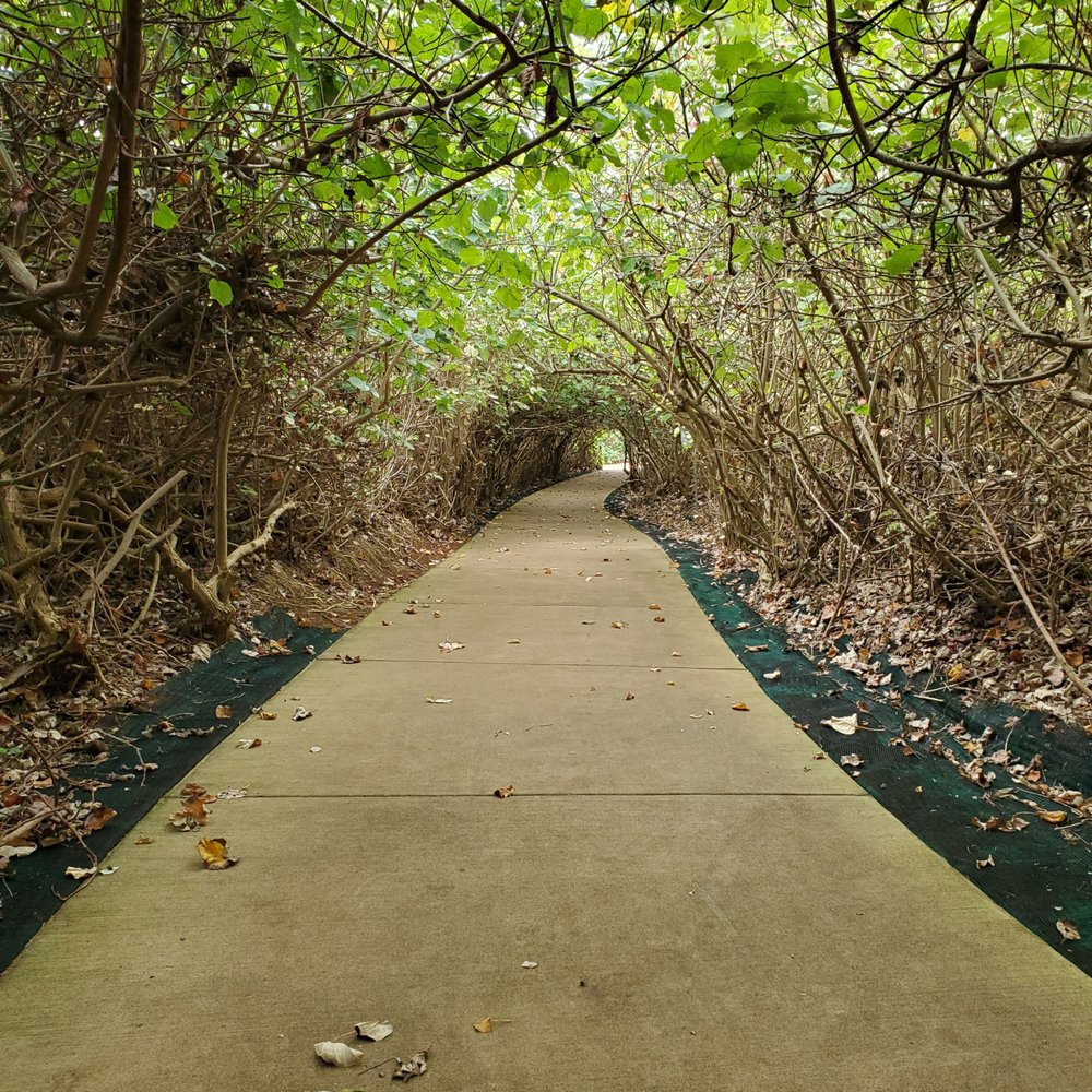 Kauai Path - Famous Tree Path section. - Parks Near Me Kauai Path - Famous Tree Path section. - Parks Near Me