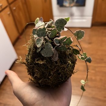 Sun and Soil Plant Parlor - Sting of hearts kokedama - Nurseries & Gardening Near Me - Greenville, South Carolina Sun and Soil Plant Parlor - Sting of hearts kokedama - Nurseries & Gardening Near Me - Greenville, South Carolina
