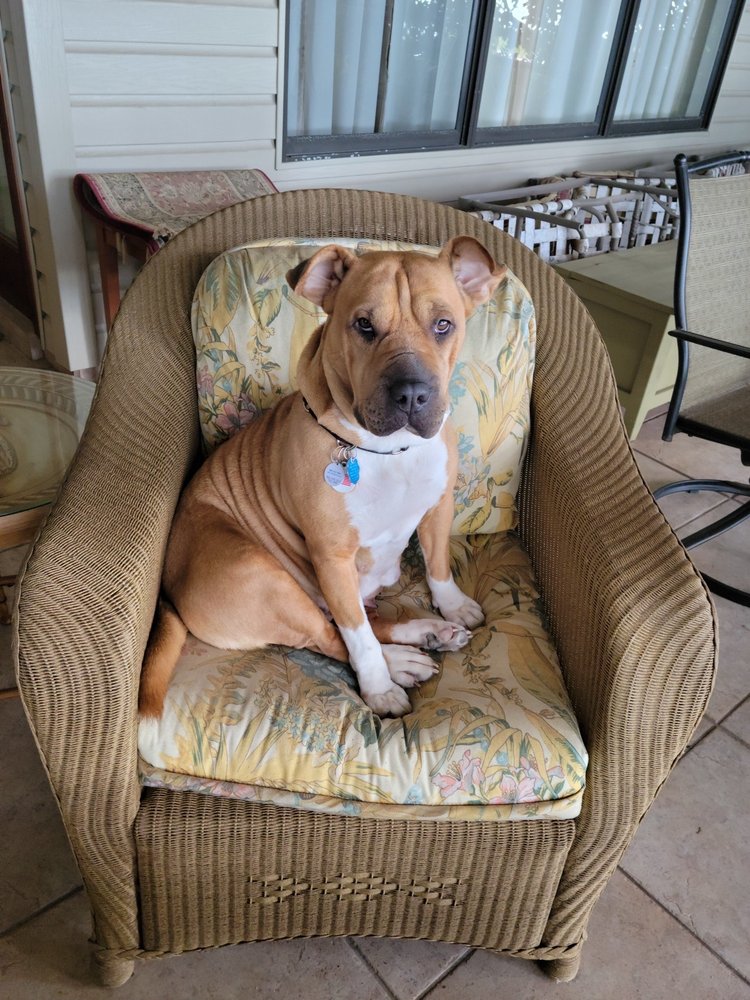 MUTTS IN MOTION Updated September 2024 13 Photos Apopka, Florida