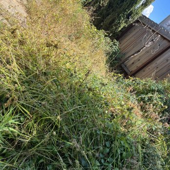 Shubha Landscape Design - Before Shubha's team came after months of deferred maintenance. - Landscaping Near Me - Santa Clara, California Shubha Landscape Design - Before Shubha's team came after months of deferred maintenance. - Landscaping Near Me - Santa Clara, California