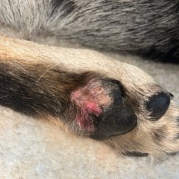 My dogs paw pad got shaved raw My dogs paw pad got shaved raw