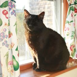 City Paws Cat Sitting
