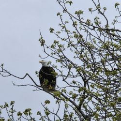 Icy Strait Birding Tours - Eagle