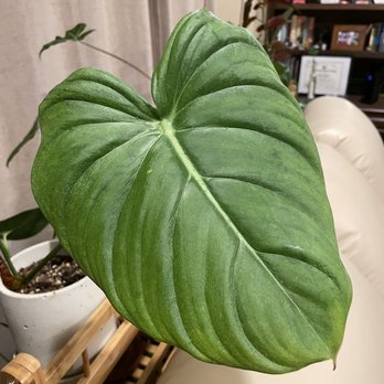 Jungle Babes - Nurseries & Gardening Near Me