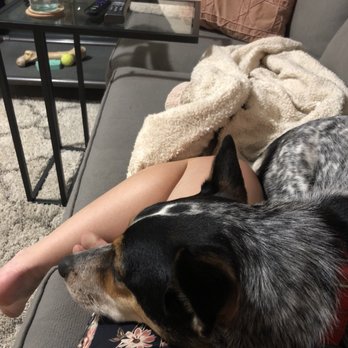 kong dog toys website