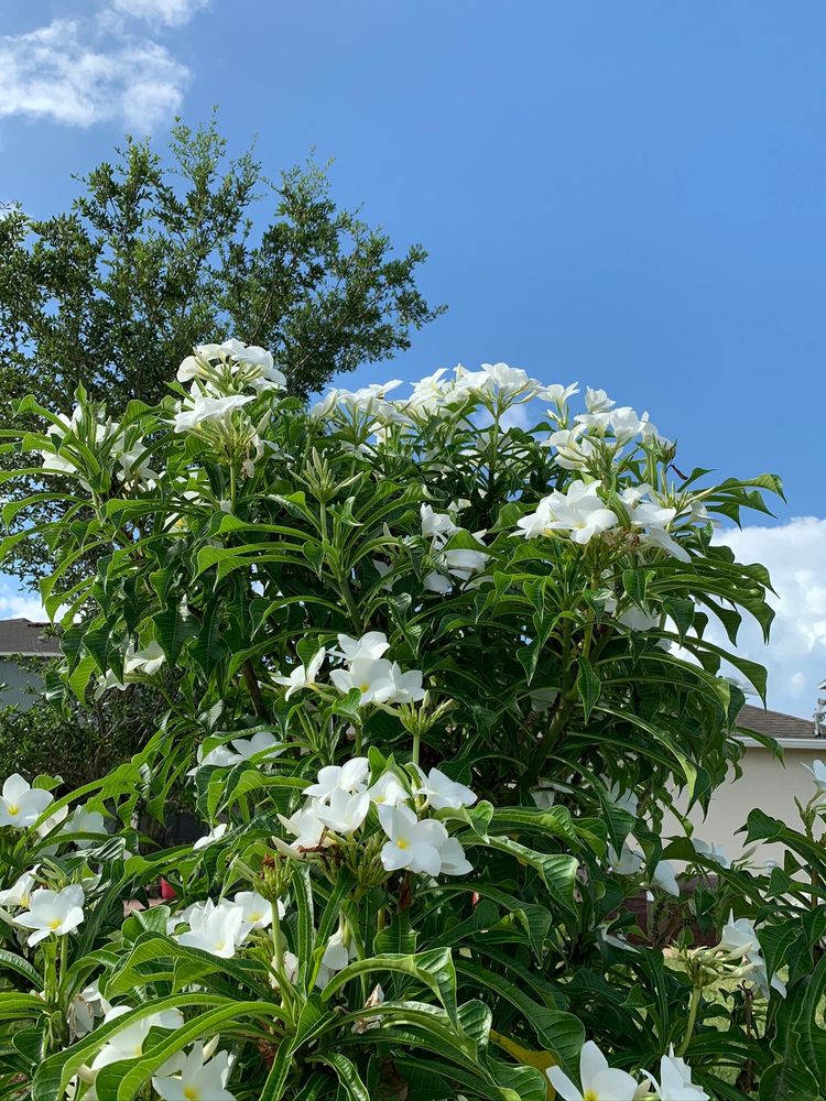 SUN HARBOR NURSERY Updated September 2024 17 Reviews 920 E Eau