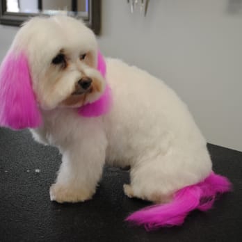 Canine Cloud Nine - Pet Groomers Near Me - Carmel, Indiana