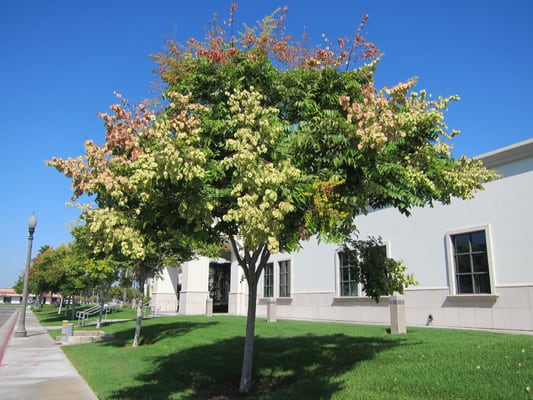 Buena Park City Manager by null