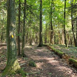 60 Westledge Trails - Flat trail