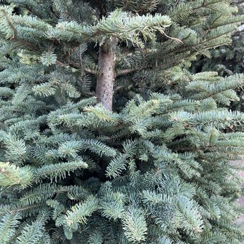 Whittier Christmas trees - Pumpkin Patches Near Me - Whittier, California