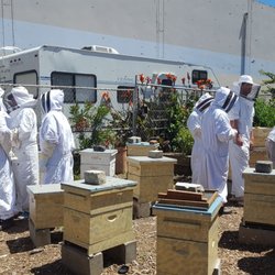 San Francisco Honey & Pollen Company - Bee keeping